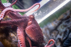 18GiantPacificOctopus